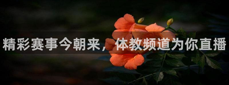 nba直播免费观看直播在线高清小九直播：精彩赛事今朝来，体教频道为你直播